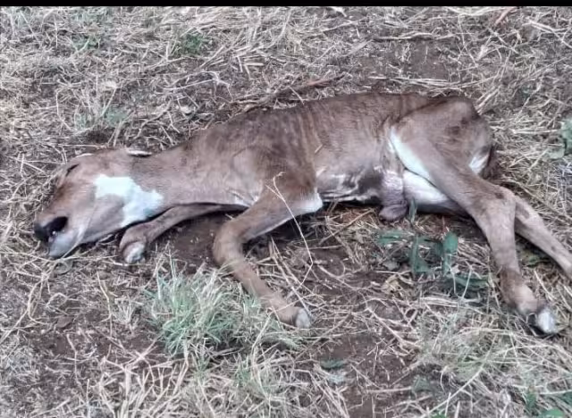 Las inundaciones del 2020 acabaron con los pastizales de los que se nutrían los animales