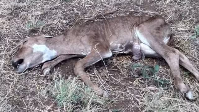 Las inundaciones del 2020 acabaron con los pastizales de los que se nutrían los animales