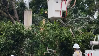 Árbol de mangos cae sobre poste y cables de alta tensión de la CFE en José María Morelos