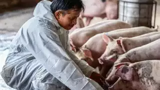 En la Reserva Geohidrológica del Anillo de Cenotes hay 36 granjas porcícolas que afectan el acuífero de Yucatán