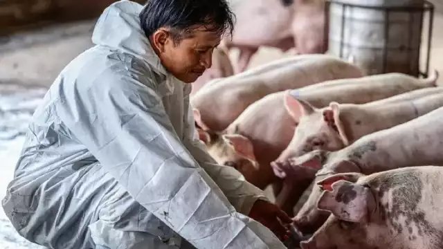 En la Reserva Geohidrológica del Anillo de Cenotes hay 36 granjas porcícolas que afectan el acuífero de Yucatán