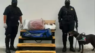 La Unidad Canina detectó la mochila y una caja con varias drogas