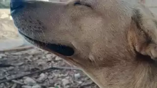 Lula fue adoptada por los trabajadores del Tren Maya en Yucatán