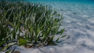 Sargazo y contaminación amenazan ecosistemas marinos en Quintana Roo