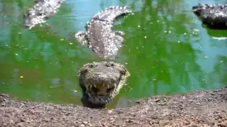 Cocodrilos invaden zonas habitacionales en puerto Progreso