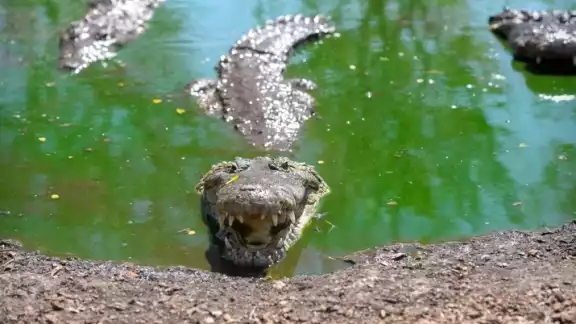 En las tareas de rescate de los saurios participan la Semarnat, la UNAM y la Red para la Conservación de los Anfibios y Reptiles de la Entidad En las tareas de rescate de los saurios participan la Semarnat, la UNAM y la Red para la Conservación de los Anfibios y Reptiles de la Entidad