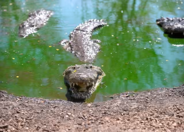 En las tareas de rescate de los saurios participan la Semarnat, la UNAM y la Red para la Conservación de los Anfibios y Reptiles de la Entidad