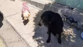 Sin importar la cantidad de pelaje de los lomitos, el calor genera en ellos deshidratación