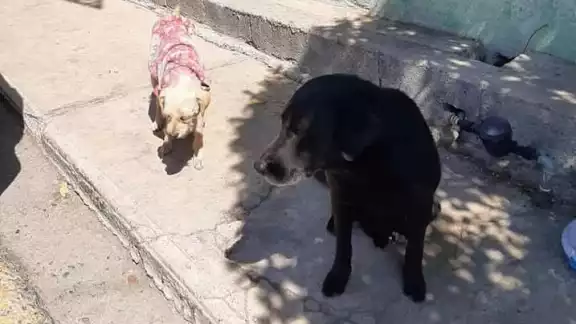 Sin importar la cantidad de pelaje de los lomitos, el calor genera en ellos deshidratación