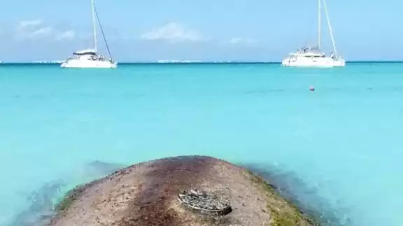 Las heces pueden dañar severamente al coral