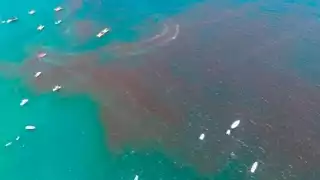 En el puerto están a la espera de los biólogos que se encargarán de tomar muestras de agua para conocer si realmente se trata del florecimiento algal