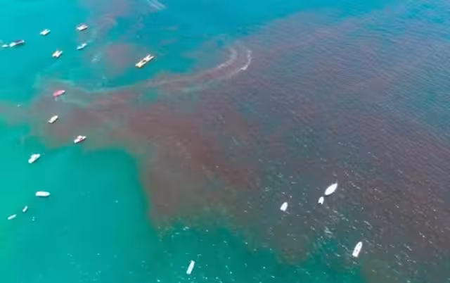 En el puerto están a la espera de los biólogos que se encargarán de tomar muestras de agua para conocer si realmente se trata del florecimiento algal