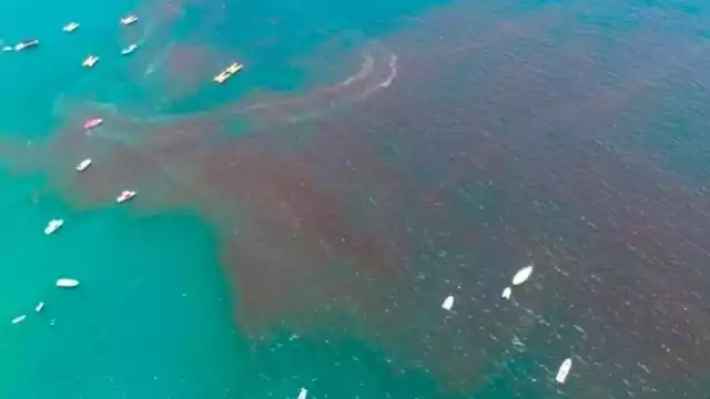 En el puerto están a la espera de los biólogos que se encargarán de tomar muestras de agua para conocer si realmente se trata del florecimiento algal