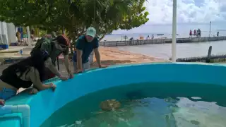 Tortugranja, el santuario en Isla Mujeres que recibe 50 mil visitas anuales