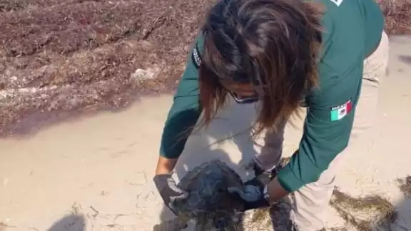La especie ameritó ayuda especializada urgente tras el aviso que realizó el turista Miguel Cantú Nah La especie ameritó ayuda especializada urgente tras el aviso que realizó el turista Miguel Cantú Nah