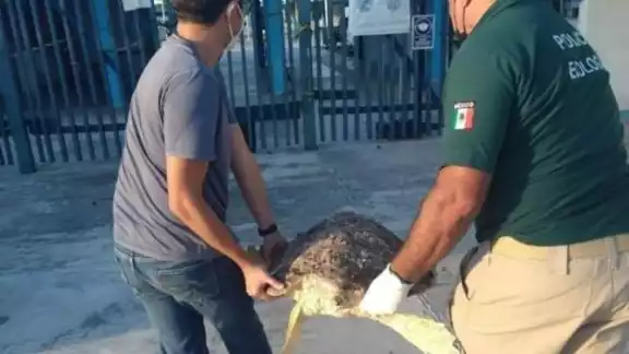 La evacuación se realizó por parte de la Policía Ecológica de Progreso La evacuación se realizó por parte de la Policía Ecológica de Progreso