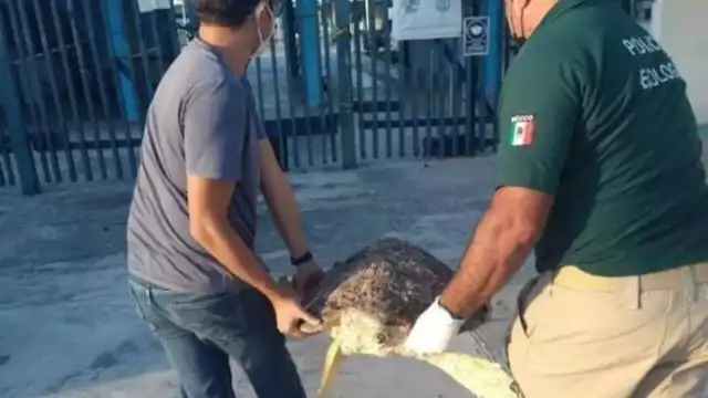 La evacuación se realizó por parte de la Policía Ecológica de Progreso