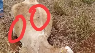 El hombre asegura tener conocimiento de quiénes mataron a su ganado