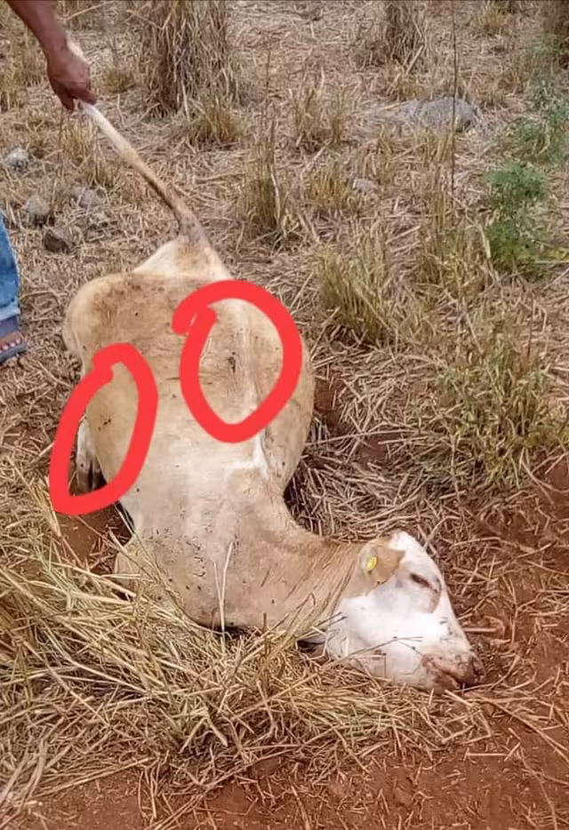 El hombre asegura tener conocimiento de quiénes mataron a su ganado