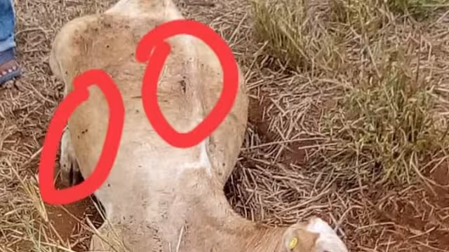 El hombre asegura tener conocimiento de quiénes mataron a su ganado