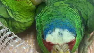 Las aves fueron trasladadas a las instancias correspondientes para su resguardo y protección