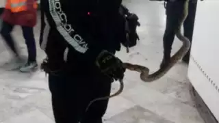La serpiente fue capturada por la Policía Bancaria e Industrial (PBI) de la Secretaría de Seguridad Ciudadana
