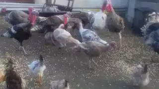 Hay unos 10 ciudadanos que se dedican a este negocio, pero ante la debacle, prevén que tendrán que cambiar de trabajo por no ser redituable su actividad