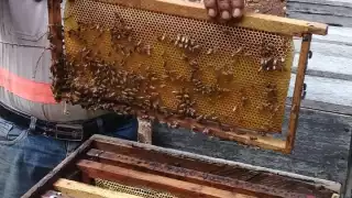 Los resultados de la primera cosecha no fueron los esperados, por lo que aguardan con ansias las aguas de mayo para que haya buena floración