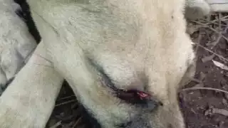 El animal lesionado necesita una cirugía en el ojo