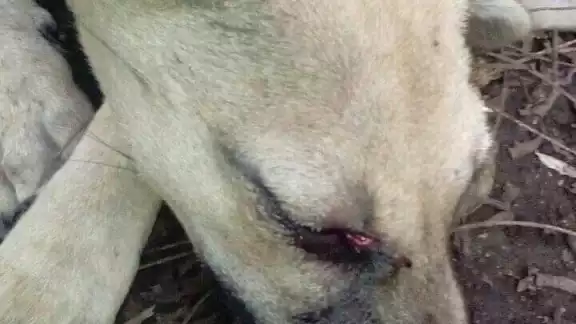 El animal lesionado necesita una cirugía en el ojo El animal lesionado necesita una cirugía en el ojo