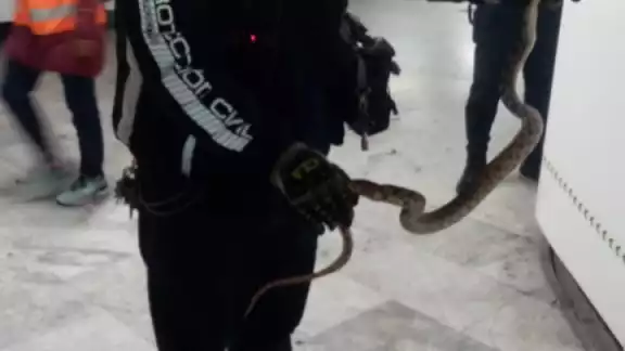 La serpiente fue capturada por la Policía Bancaria e Industrial (PBI) de la Secretaría de Seguridad Ciudadana La serpiente fue capturada por la Policía Bancaria e Industrial (PBI) de la Secretaría de Seguridad Ciudadana