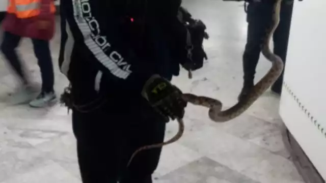 La serpiente fue capturada por la Policía Bancaria e Industrial (PBI) de la Secretaría de Seguridad Ciudadana
