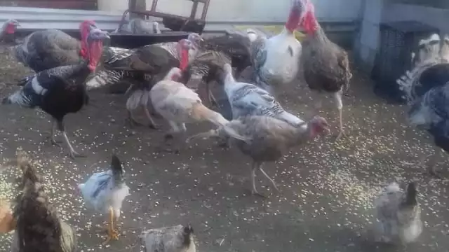 Hay unos 10 ciudadanos que se dedican a este negocio, pero ante la debacle, prevén que tendrán que cambiar de trabajo por no ser redituable su actividad