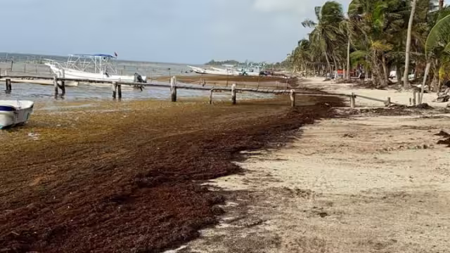La gran cantidad de sargazo puede ser utilizada, pero no hay permisos ambientales para hacerlo