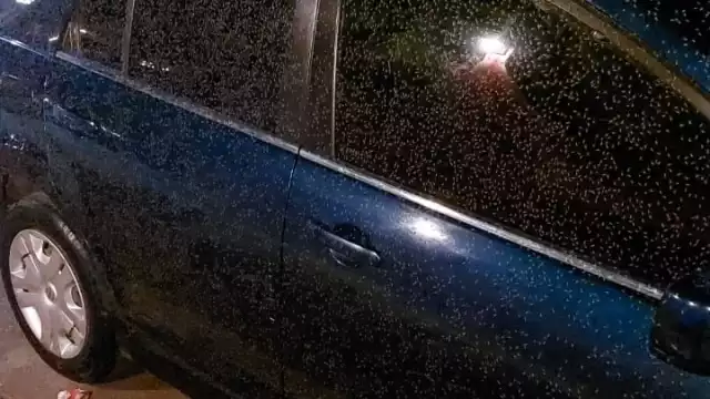 Un arribo anterior se registró hace poco más de un mes, pero con el paso de los Frentes Fríos y la lluvia se disipó