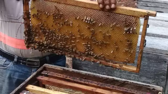 Los resultados de la primera cosecha no fueron los esperados, por lo que aguardan con ansias las aguas de mayo para que haya buena floración