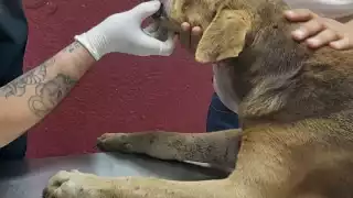 Asociación reporta aumento de casos de maltrato animal en Motul