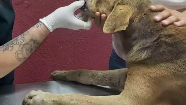 Se señaló que en Motul el índice de adopción es bastante bajo