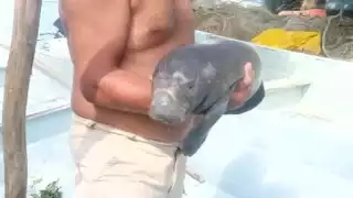 El manatí bebé este fue resguardado en el Centro de Rehabilitación de Playas Catazajá, en el Estado de Chiapas