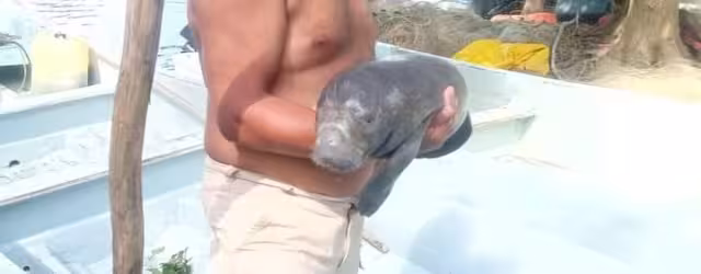 El manatí bebé este fue resguardado en el Centro de Rehabilitación de Playas Catazajá, en el Estado de Chiapas