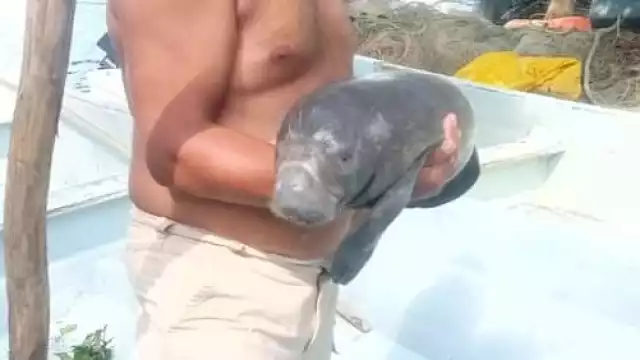El manatí bebé este fue resguardado en el Centro de Rehabilitación de Playas Catazajá, en el Estado de Chiapas