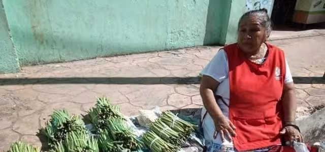 Todos los años el frijol maya incrementa su precio a finales de octubre por la elaboración del mucbipollo