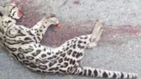 Según se pudo averiguar con vecinos que, otro animal de la fauna local también murió de esta forma en la zona Según se pudo averiguar con vecinos que, otro animal de la fauna local también murió de esta forma en la zona
