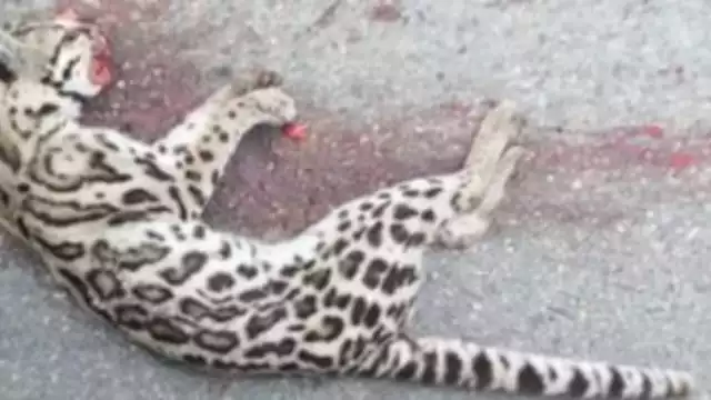 Según se pudo averiguar con vecinos que, otro animal de la fauna local también murió de esta forma en la zona
