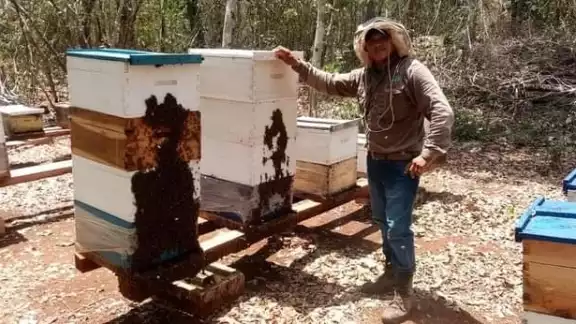 Los apicultores exigen la intervención de las autoridades ante las afectaciones Los apicultores exigen la intervención de las autoridades ante las afectaciones