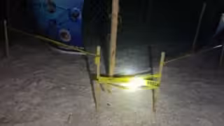 Captura ilegal de tortugas amenaza temporada de anidación en Carmen