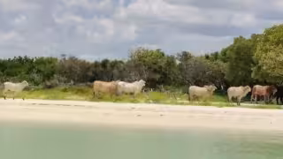 Vacas sueltas sorprenden a turistas en la playa Real de Salinas