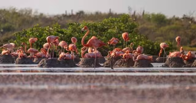 Para proteger a la especia se colocaron puestos de vigilancia en la zona
