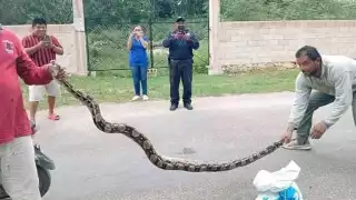 Encuentran una boa de casi tres metros de largo en un terreno en Tinum