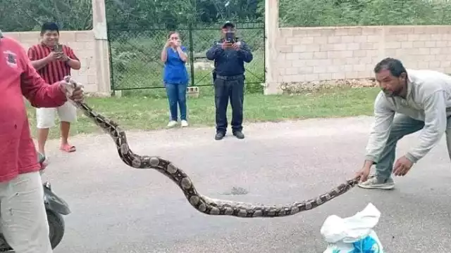 Midió 2.80 metros, lo que podría establecer un récord en la región